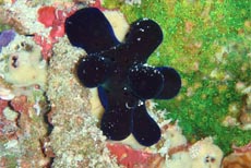 Maldives Sponge Snail