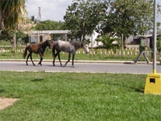 公道上をこの馬たちは何処へ行くのか？