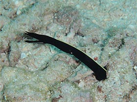 ハナヒゲウツボの幼魚。まだ身体が黒い。