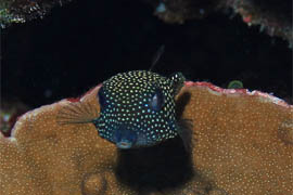 クロハコフグの幼魚
