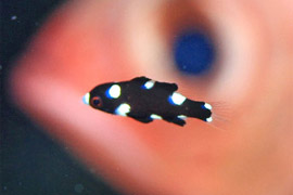 スミツキベラの幼魚