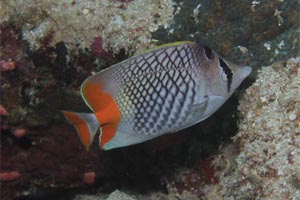 マダガスカルバタフライフィッシュ