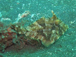 カワハギの幼魚