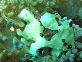 クマドリカエルアンコウ。しかっり珊瑚を握ってます。