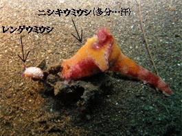 レンゲウミウシとニシキウミウシ…、と思う(汗)