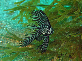 ゼブラバットフィッシュ幼魚。体長は５�aほど。