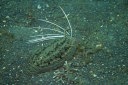 Cockatoo flounder