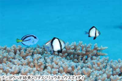 ナンヨウハギ幼魚とフタスジリュウキュウスズメダイ